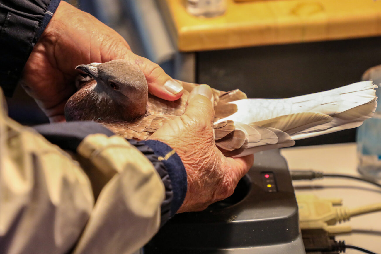 Fellow Lexington Racing Pigeon Club member Tony Horn helps log the birds before their race the following day in the garage of Lexington Racing Pigeon Club President David Stephenson’s Lexington, Ky., home.